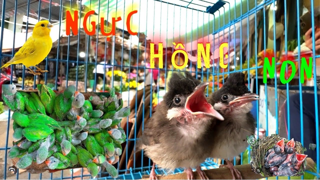 Cửa hàng về rất nhiều Vẹt Ngực Hồng Non 