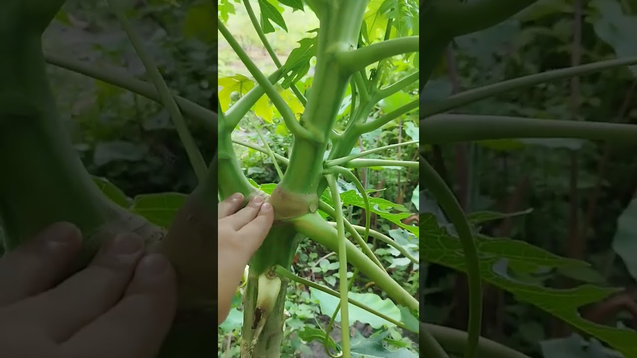 Amazing Papaya Technique para Marami ang Bunga! 