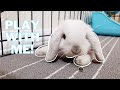 Cutest baby bunny wanting to play