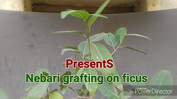 Ficus virens trimming,wiring,root grafting etc.....