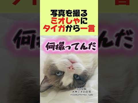 写真を撮るミオしゃにタイガから一言#shorts #ホロライブ切り抜き#大神ミオ