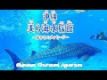 Churaumi Aquarium, Okinawa - Vivi Giappone