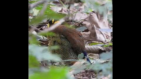 Javan Banded Pitta Carita