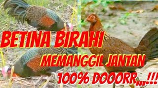 🔴MP3||AYAM HUTAN BETINA BIRAHI MEMANGGIL JANTAN