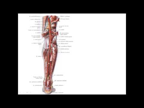 Артерии нижней конечности