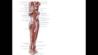 Артерии нижней конечности