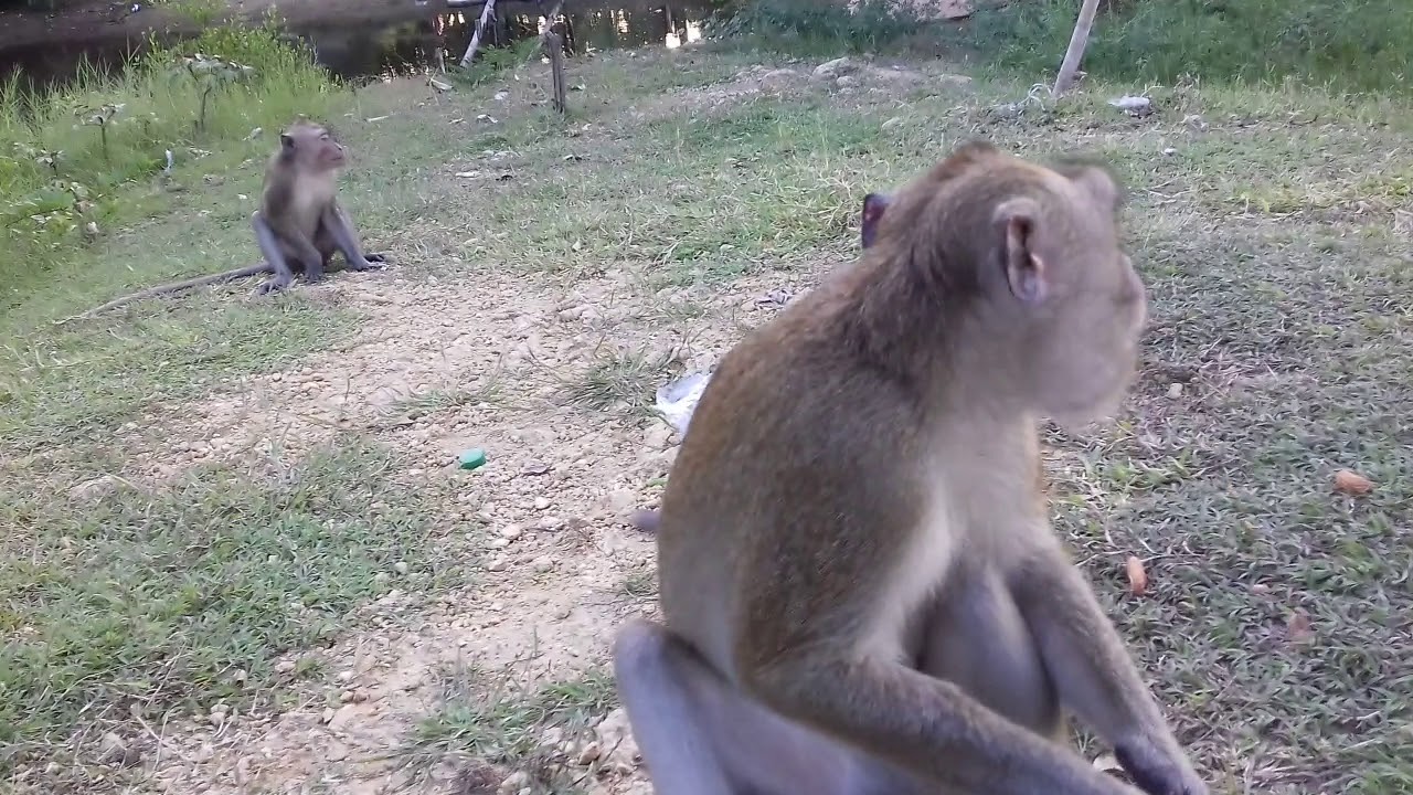 Lagi menuju hutan kera yg terkenal di desa - YouTube