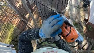 Pine Tree Removal | Tree Climbing and Rigging | Kenny's Tree Removal