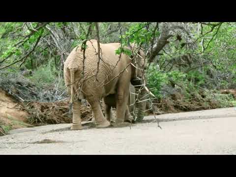 Elephant Digging For Water Kuzuko Lodge 