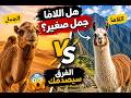 Are Llamas Small Camels The Truth Will Surprise You Camel Llama Animals 