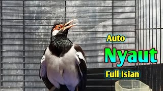 Download Lagu Suara Jalak Suren Gacor Mompa Buat Pancingan Burung Jalak Auto NYAUT Cepat Gacor Full Isian MP3