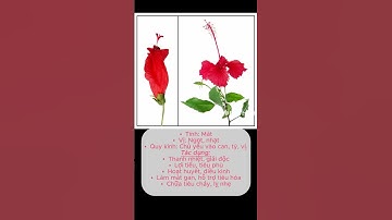 Hoa dâm bụt với nhiều công dụng #drthuat  #yhoccotruyen #dongy #baothienduong #yhct