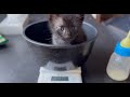 【保護猫】この鍋で体重測るのもう無理やwww【パヤ神】