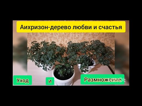 Комнатное растение#Дерево любви и счастья Аихризон-уход и выращивание!!!