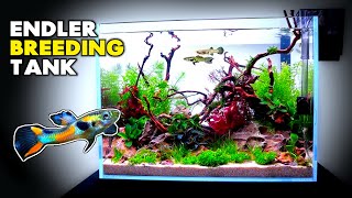 Aquascape Tutorial: Endler Guppy Breeding Aquarium w/ Dragon Stone (Step By Step Planted Tank Guide)