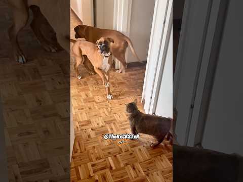 Boxer Was Not Ready for a CatFight! RxCKSTxR Comedy Voiceover!