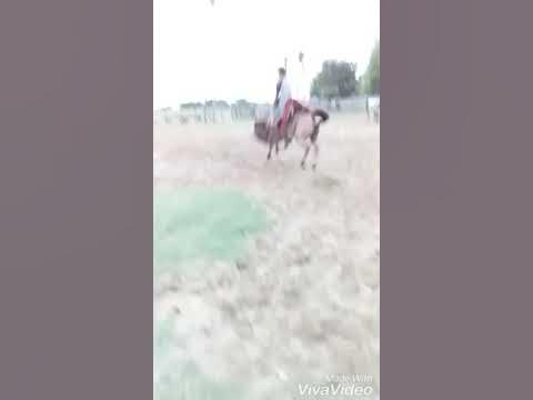 Cavalo pulador curraleiro 