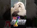 TV Colosso (1993)