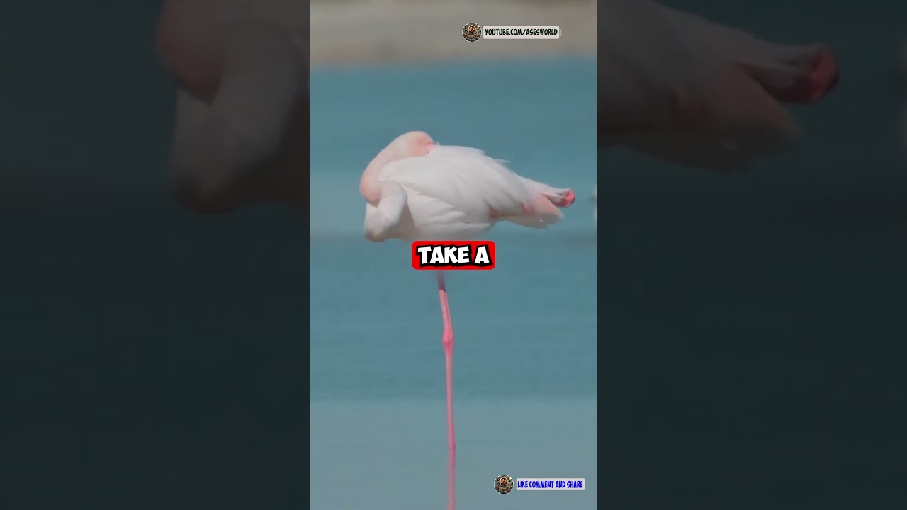 Why Do Flamingos Stand on One Leg? 🤔🦩