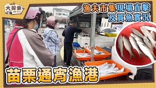 【漁港走透透】#62 苗栗縣通霄漁港及買魚實況｜Fishing Port &amp; ... 