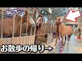 引退競走馬が厩舎に入った瞬間に…海外で暴君だった最恐の馬の前で立ち止まり、自慢げに報告を始めました。【ツルマルボーイ様のシモベ】
