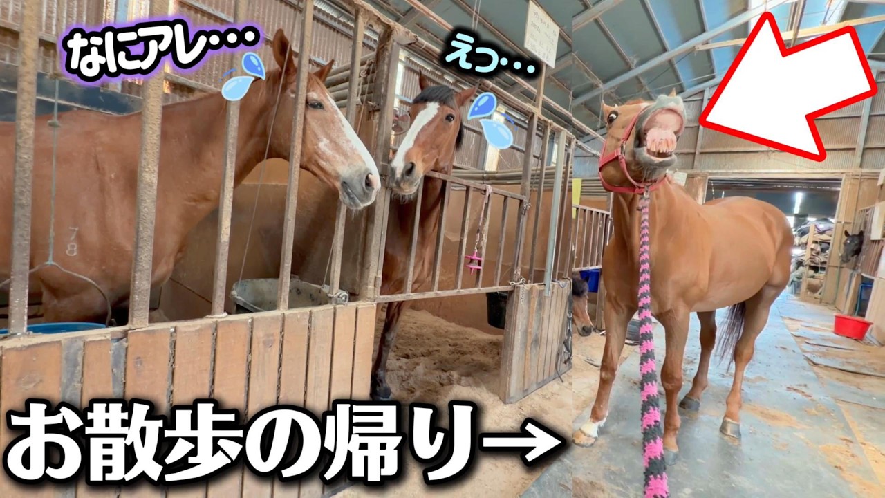 引退競走馬が厩舎に入った瞬間に…海外で暴君だった最恐の馬の前で立ち止まり、自慢げに報告を始めました。【ツルマルボーイ様のシモベ】