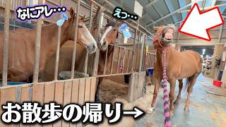引退競走馬が厩舎に入った瞬間に…海外で暴君だった最恐の馬の前で立ち止まり、自慢げに報告を始めました。【ツルマルボーイ様のシモベ】