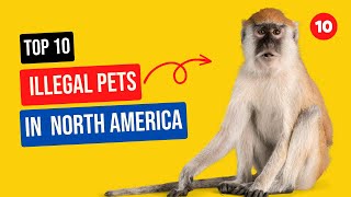 Top 10 ILLEGAL Pets In North America | Pets that are Not Legal in North America