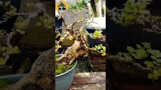 bonsai ileng ileng batang tua