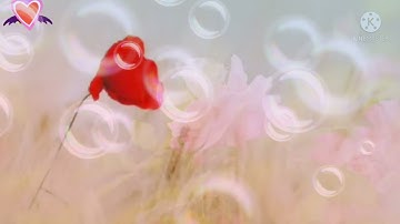 سورة الكهف تلاوة خاشعة و مؤثرة جدا مع القارئ المغربي توفيق النوري 💞