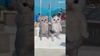 work work work#memes #catdance ##catmeme