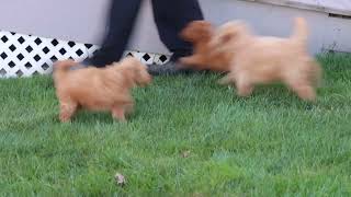 F1B Mini Goldendoodle PUppies For Sale