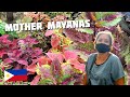 COLEUS MOTHER PLANTS AND THE RARE MAYANA THAT GOT AWAY IN ...