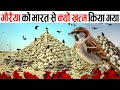            why sparrows are disappearing in hindi