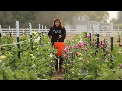 Video: Payızda dahlias nə vaxt qazılır və necə saxlanılır