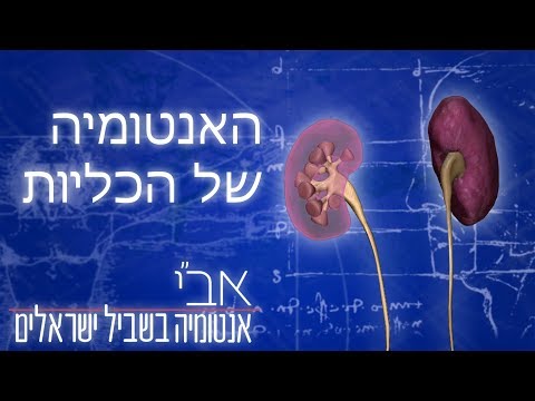 וִידֵאוֹ: כליות ברוטב ירקות