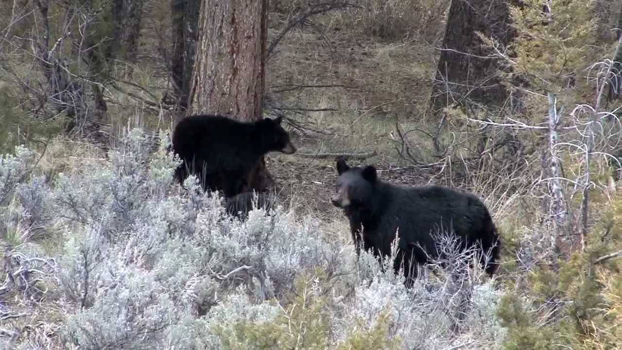 Black Bear Mother with Cubs - YouTube