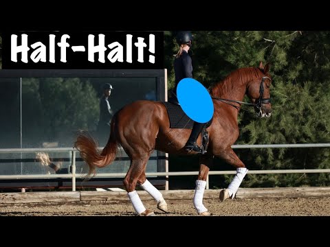 How to Half-Halt from your Thighs and Seat - YouTube