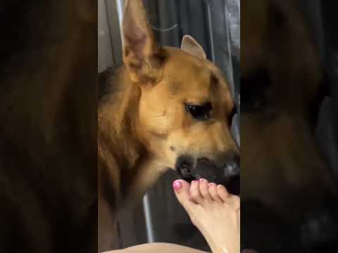 He know the tickling veins #love #ytshorts #pets #dog #cat #nature