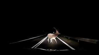 Car Almost Runs Into Stag On Deserted Road by قناة الحيوانات tv Animals 30 views 3 years ago 18 seconds