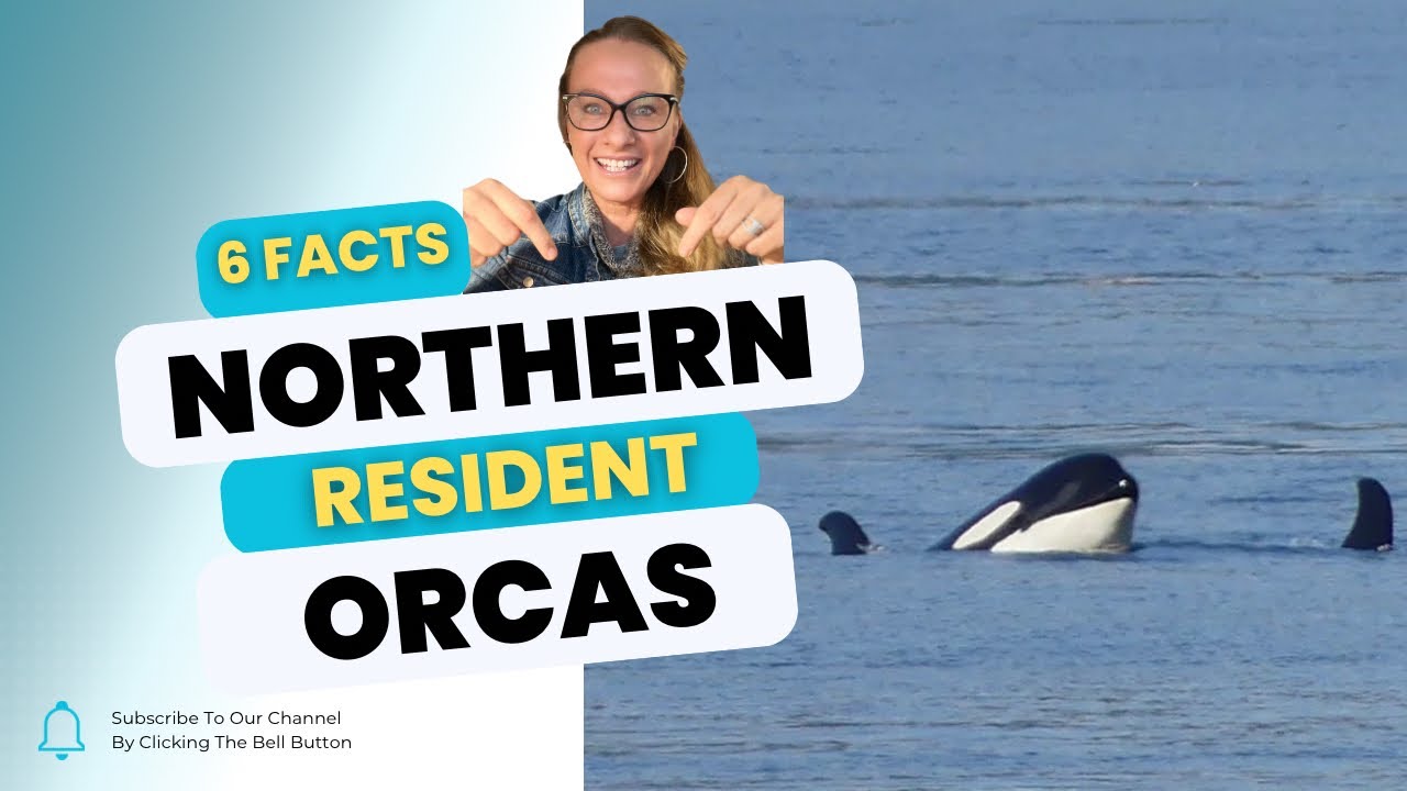Who are the Northern Resident Killer Whales | Orca Camp Vancouver Island