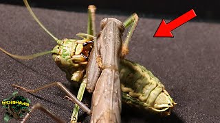 INCREDIBLE! Huge katydid Meets Praying MANTIS - Unexpected Ending