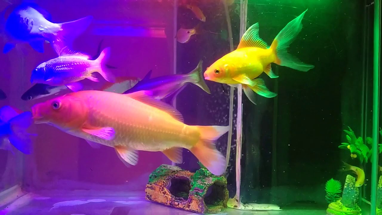  Ikan  Koi  Aquarium  Standar YouTube
