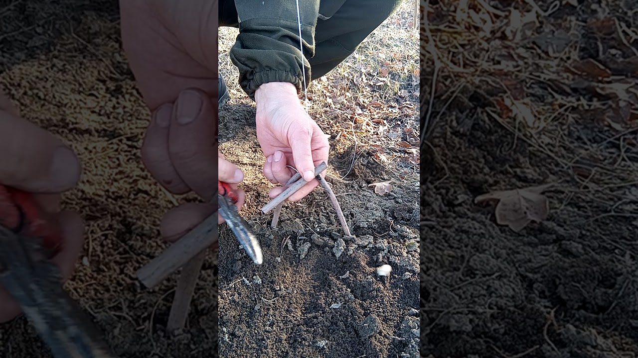 Как поймать фазана на удочку - YouTube