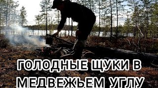 видео: ЗАХВАТЫВАЮЩАЯ РЫБАЛКА.ПЕШКОМ ВОКРУГ ОЗЕРА.ВОКРУГ МЕДВЕДИ, ЗАЙЦЫ И БОБРЫ. РЫБАЛКА В КАРЕЛИИ. картинка: ЗАХВАТЫВАЮЩАЯ РЫБАЛКА.ПЕШКОМ ВОКРУГ ОЗЕРА.ВОКРУГ МЕДВЕДИ, ЗАЙЦЫ И БОБРЫ. РЫБАЛКА В КАРЕЛИИ.
