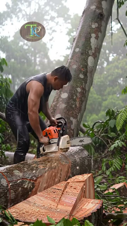 Tebang kayu gergaji jenso Eror#fe #feedshorts #wood #storywa #facebook