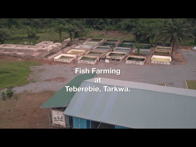 Fish Farming at Teberebie, Tarkwa