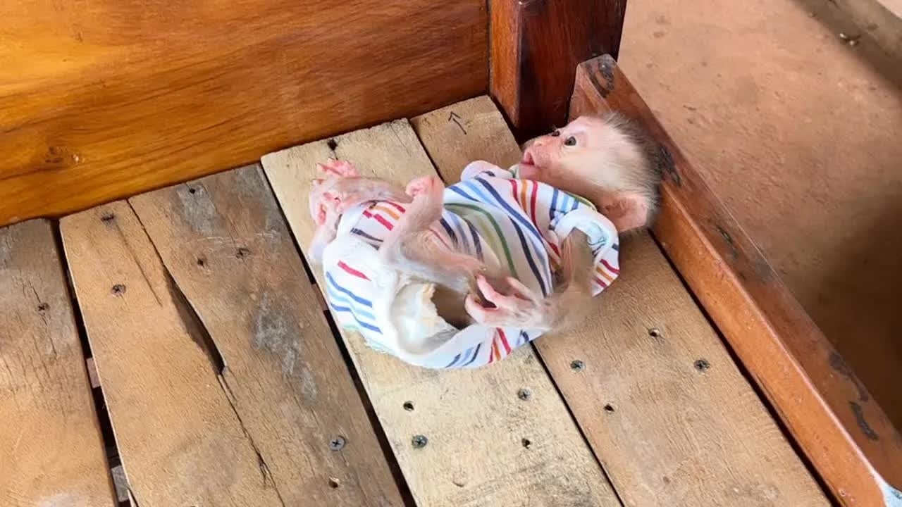 Baby Mato Moaning So Sad When Mom Leave Him On Bed Alone