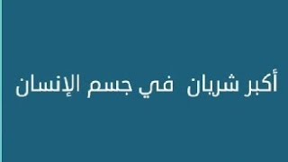 أكبر شريان في جسم الإنسان/ كلمات متقاطعة