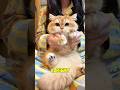 bule diajak joget #KucingLucu #KucingGemoy #Kucing #Cat #FunnyCat #CuteCat #catlovers #shorts
